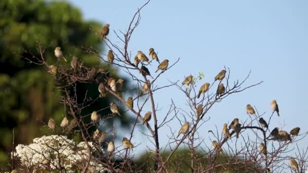 鳥の群れ 地上のカナリア シカリフラベオラ は木の上に倒れ 群れのままになります Canrio Terra — ストック動画