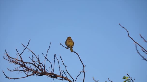 Kuş Sürüsü Toprak Kanaryası Sicalis Flaveola Ağaca Tünedi Sürü Halinde — Stok video
