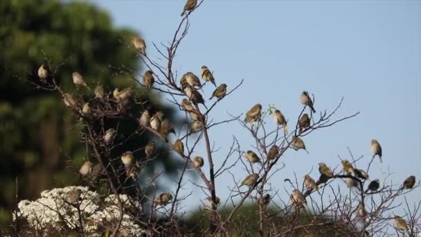 Rebanho Aves Canário Moído Sicalis Flaveola Empoleirado Árvore Deixar Rebanho — Vídeo de Stock