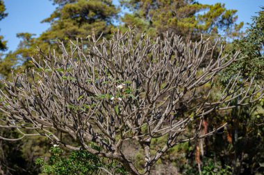 Güzel tropikal doğal manzara arka planı. Bahçe, orman, ağaçlar, çimenler.