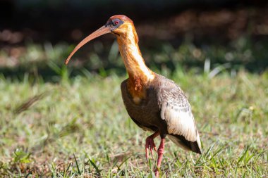 Curicaca kuşu (Theristicus caudatus), Güney Amerika 'nın tipik büyük gagalı balıkçılarıdır. Mükemmel alan bulanıklığı. Braslia, DF, Brezilya