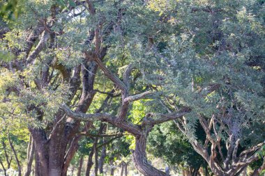 Güzel tropikal doğal manzara arka planı. Bahçe, orman, ağaçlar, çimenler.