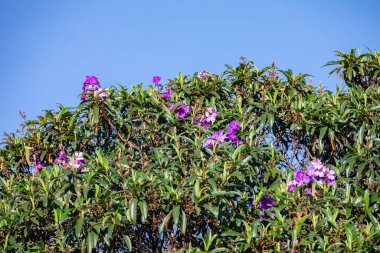 Zafer Ağacı, Tibouchina Mutabilis Brezilya 'da Manac da Serra olarak da bilinir.