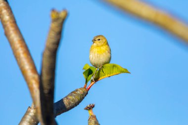 Gerçek Kanarya (Sicalis flaveola). 