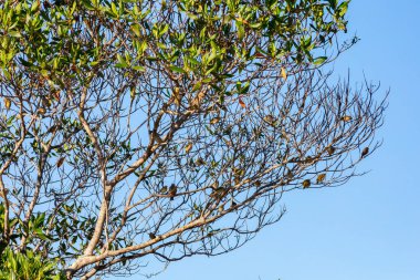 Gerçek Kanarya (Sicalis flaveola). 