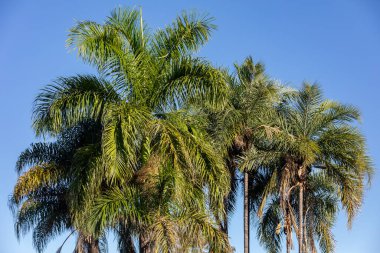 Güzel tropikal doğal manzara arka planı. Bahçe, orman, ağaçlar, çimenler.