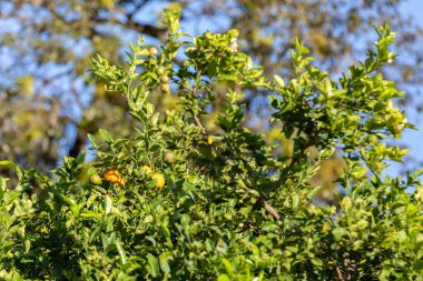 Rangpur limonu ya da Rangpur limonu, Brezilya 'da limon-pembe, limon-egua, limon-Fransız, limon-kapeta, limon-porselen ve limon-porselen olarak da bilinir..