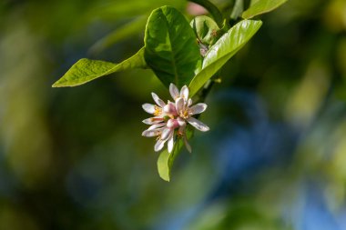 Rangpur limonu ya da Rangpur limonu, Brezilya 'da limon-pembe, limon-egua, limon-Fransız, limon-kapeta, limon-porselen ve limon-porselen olarak da bilinir..