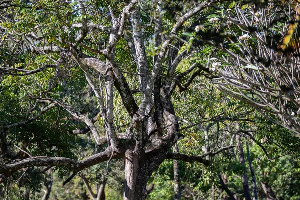 Piękne Tropikalne Naturalne Tło Krajobrazu Ogród Las Drzewa Trawa — Zdjęcie stockowe