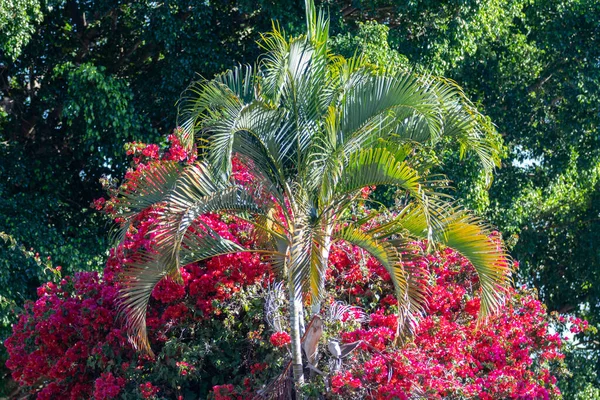Прекрасний Тропічний Ландшафтний Фон Сад Ліс Дерева Трава — стокове фото