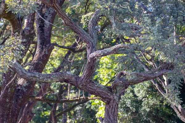 Prachtige Tropische Natuurlijke Landschap Achtergrond Tuin Bos Bomen Gras — Stockfoto