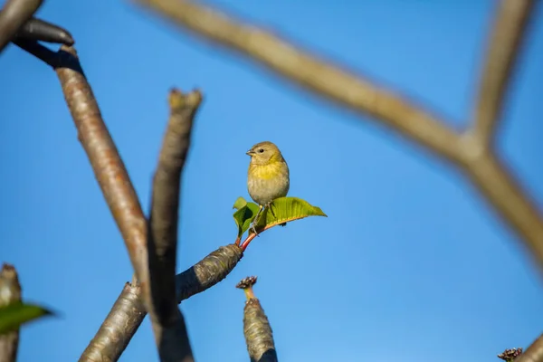 True Canary Sicalis Flaveola Oiseau Canrio Terra — Photo