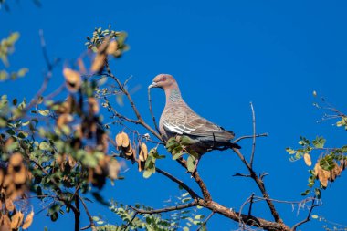Seçici odak noktasında 