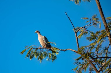 Seçici odak noktasında 