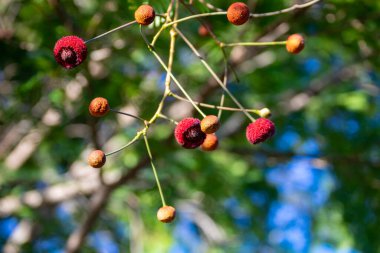 Nadir ve egzotik tropikal çiçek kıllı kırmızı bir meyve gibi görünüyor. Botanik tanımlama bulunamadı