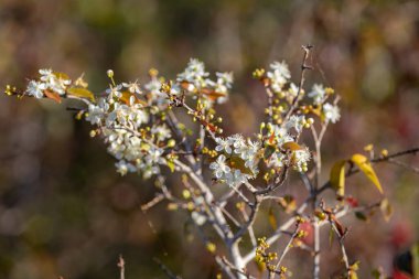 Olgun pitanga meyveleri (Eugenia uniflora), ağaçta ve bulanık arka planda