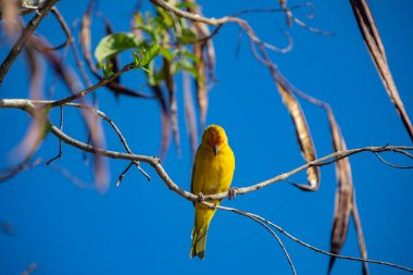 Gerçek Kanarya (Sicalis flaveola). 
