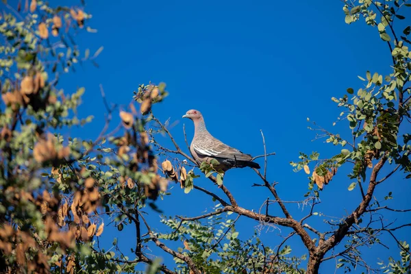 Wild Dove Known Pombo Asa Branca Pomba Carij Patagioenas Picazuro — Stock Photo, Image
