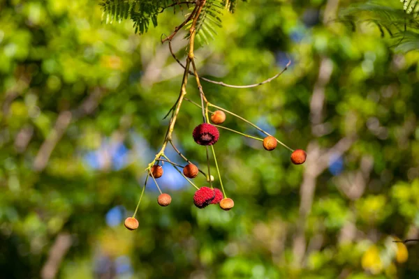 Flor Tropical Rara Exótica Que Parece Una Fruta Roja Peluda — Foto de Stock