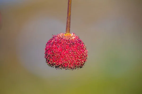 Vzácné Exotické Tropické Květiny Které Vypadají Jako Chlupaté Červené Ovoce — Stock fotografie