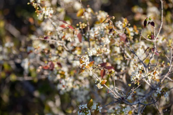 Olgun pitanga meyveleri (Eugenia uniflora), ağaçta ve bulanık arka planda