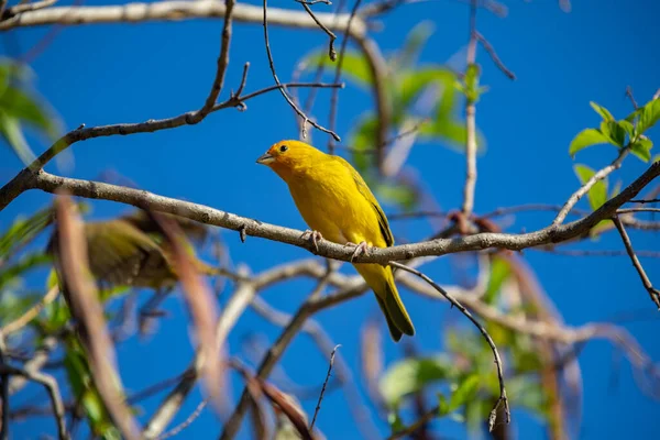 stock image True Canary (Sicalis flaveola). 