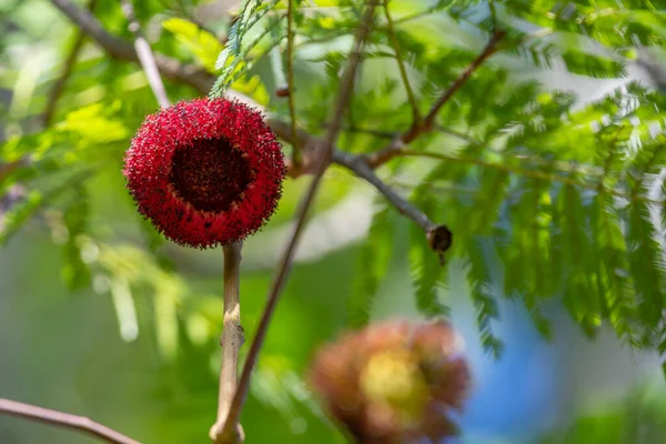 Flor Tropical Rara Exótica Que Parece Una Fruta Roja Peluda —  Fotos de Stock