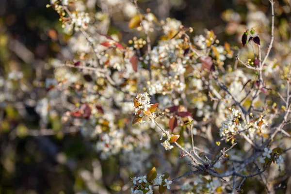 Дозрілі Плоди Пітанґи Eugenia Uniflora Дереві Невиразному Тлі Стокове Фото