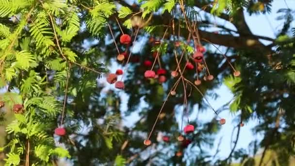 Paysage Naturel Relaxant Arrière Plan Avec Des Fruits Tropicaux Rares — Video
