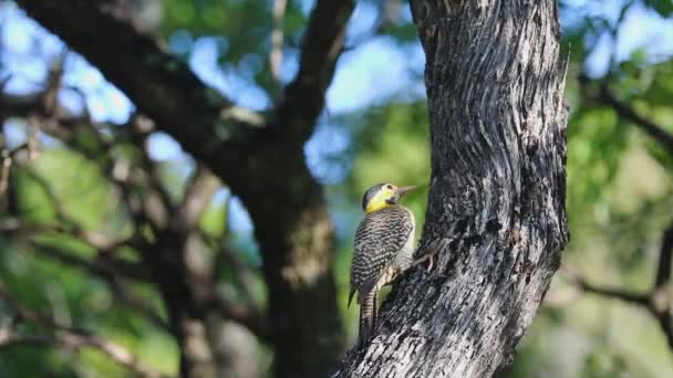 Бразильская Птица Семейства Picidae Известен Woodpecker Carij Cerrado Green Woodpecker — стоковое видео