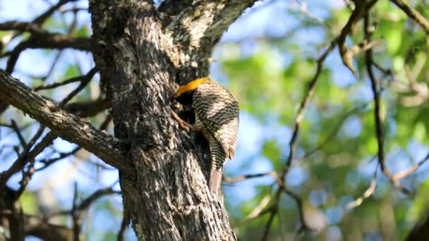 ブラジルのピクシア科の鳥 ウッドペッカー カリジ Woodpecker Carij またはセラード グリーン ウッドペッカー Cerrado Green — ストック動画