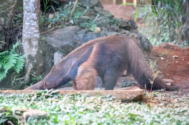 Bir Dev Karıncayiyen (Myrmecophaga tridactyla) yan yana