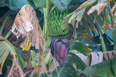 Bir demet yeşil muzlu tropik muz ağacı. muz ağacı kalbi