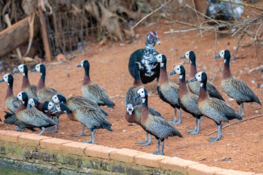 Tipik Güney Amerika vahşi ördeği 