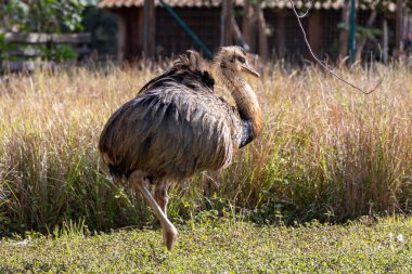 Brezilya 'nın bataklıklarında muhteşem Ema veya Büyük Rhea (Rhea americana).