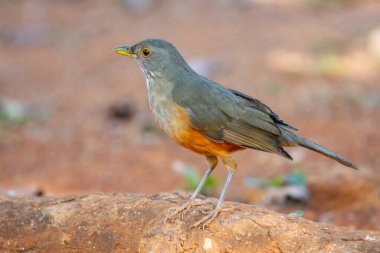 Güzel bir Rufous-belly Thrush kuşunun resmi! (Turdus rufiventris ) 