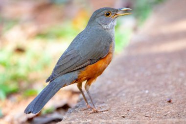 Güzel bir Rufous-belly Thrush kuşunun resmi! (Turdus rufiventris ) 