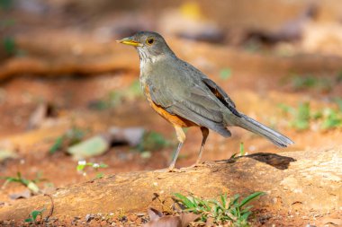 Güzel bir Rufous-belly Thrush kuşunun resmi! (Turdus rufiventris ) 