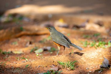 Güzel bir Rufous-belly Thrush kuşunun resmi! (Turdus rufiventris ) 