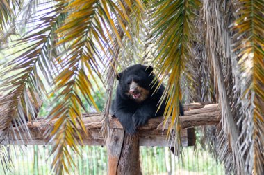 Gözlüklü ayı veya And ayıları, Güney Amerika 'da yaşayan bir alt türdür (Tremarctos ornatus).