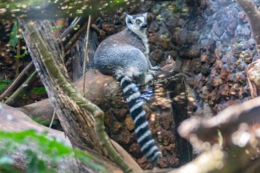 Halka kuyruklu lemur (Lemur catta), maky, maki veya hira olarak bilinen büyük bir strepsirrhine primatıdır.