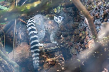 Halka kuyruklu lemur (Lemur catta), maky, maki veya hira olarak bilinen büyük bir strepsirrhine primatıdır.