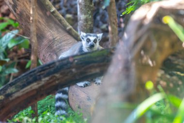 Halka kuyruklu lemur (Lemur catta), maky, maki veya hira olarak bilinen büyük bir strepsirrhine primatıdır.