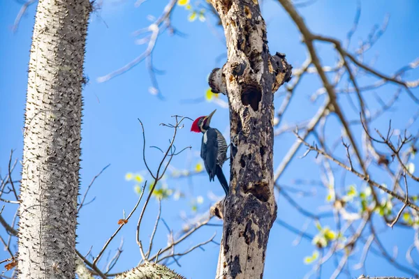 Lineated Woodpecker Trunk Looking Meal Pica Pau Banda Branca Dryocopus — 스톡 사진
