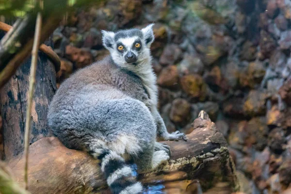 Ringstaartmaki Lemur Catta Een Grote Strepsirrhine Primaat Die Bekend Staat — Stockfoto