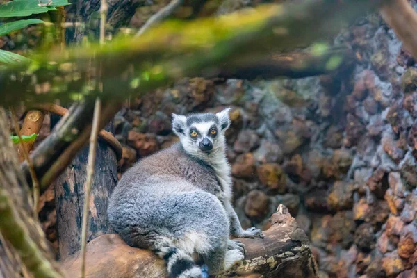 Lemur Rdzawoogonowy Lemur Catta Jest Dużym Naczelnym Strepsirhine Znany Jako — Zdjęcie stockowe