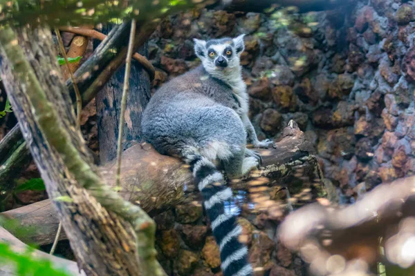 Lemure Dalla Coda Anello Lemur Catta Grande Primate Strepsirreno Noto — Foto Stock