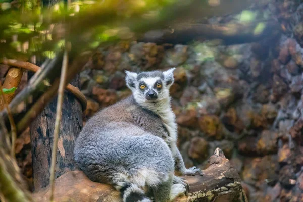 여우원숭이 Lemur Catta Maky Maki Hira 알려진 줄무늬 영장류이다 — 스톡 사진