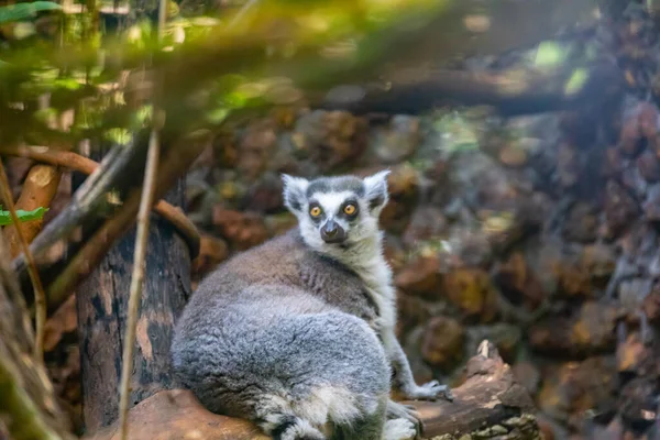 Gyűrűfarkú Maki Lemur Catta Egy Nagy Sztrepszirrhine Főemlős Ismert Maky — Stock Fotó