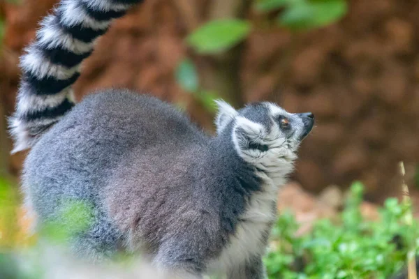 Lemur Pruhovaný Lemur Catta Velký Strepsirrhinový Primát Známý Jako Maky — Stock fotografie
